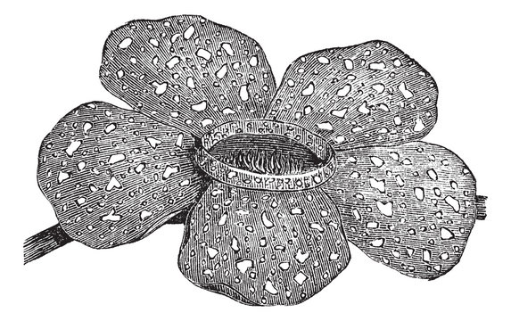 Rafflesia arnoldii or Rafflesia titan vintage engraving