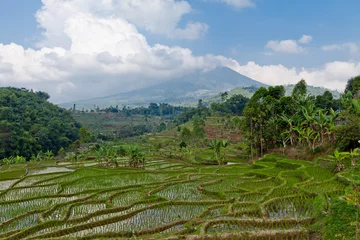 Foto op Plexiglas Indonesië agriculture indonésie