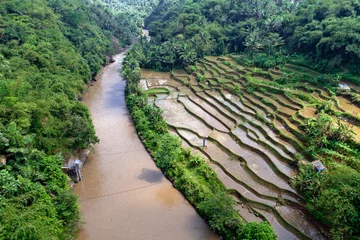 Fotobehang agriculture indonésie © piratedub