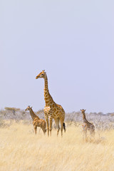 Giraffenmutter mit zwei Jungen, Giraffa camelopardalis