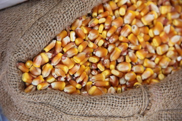 corn