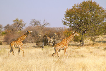 Gruppe von Giraffen