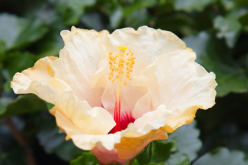 Yellow hibiscus flower