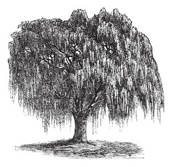 Babylon Willow or Salix babylonica vintage engraving
