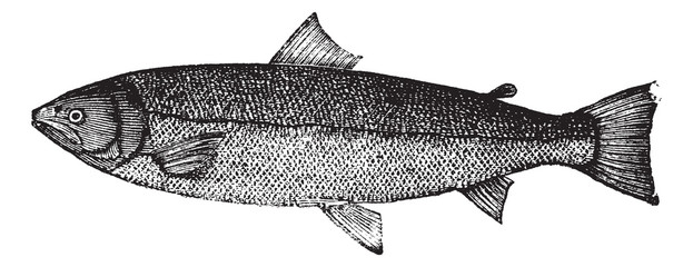 Fototapeta premium Atlantic salmon or Salmo salar vintage engraving