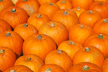 Colorful pumpkins