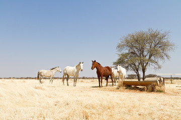Fototapeta Pferde an der Tränke obraz
