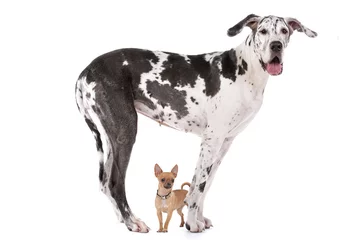 Papier Peint photo Chien Great Dane HARLEQUIN and a chihuahua