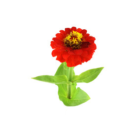 Red flower (Helenium autumnale)