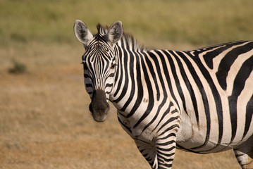 Fototapeta na wymiar Zebra w Amboseli National Park, Kenia