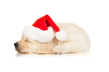 Obraz na płótnie Canvas retriever puppy in a Santa Claus hat