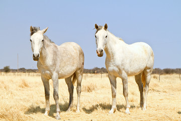 Obraz na płótnie Canvas Dwa konie na farmie