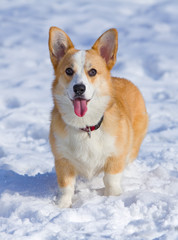 Pembroke Welsh Corgi