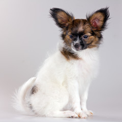 Fototapeta premium Papillon puppy