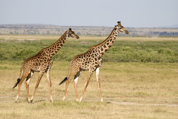 Giraffes at Amboseli NP, Kenya
