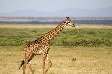 Naklejka na ściany i meble Giraffes at Amboseli NP, Kenya