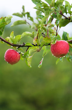 Reife &Auml;pfel am Baum