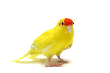 Red-fronted Kakariki parakeet yellow colored