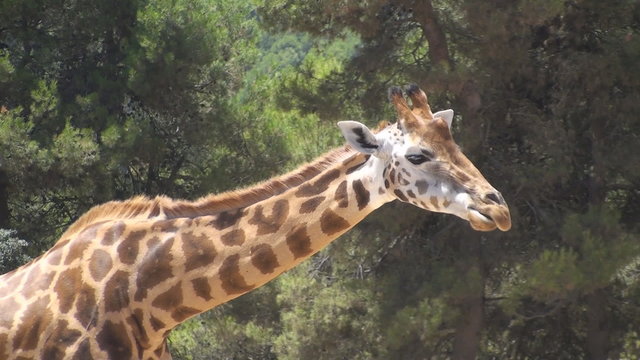 South African Giraffe