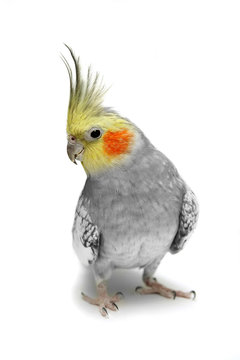 Fototapeta Cockatiel parakeet 4 years old (female)