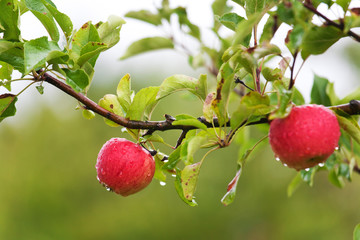 Nasse Äpfel am Baum