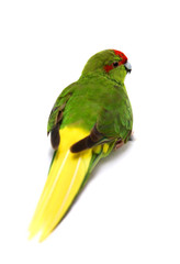 Fototapeta na wymiar Red-fronted Kakariki parakeet (Cyanoramphus novaezelandiae)
