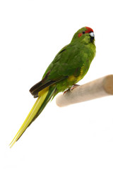 Red-fronted Kakariki parakeet (Cyanoramphus novaezelandiae)