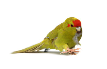 Red-fronted Kakariki parakeet, cinnamon colored