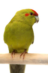 Plakat Czerwony frontem papużki Cyanoramphus, w kolorze cynamonu