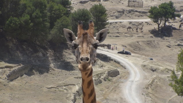 Chewing Giraffe