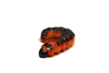 The big red catterpillar of Goat Moth (Cossus cossus)