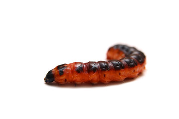 The big red catterpillar of Goat Moth (Cossus cossus)