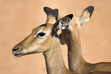 Impala