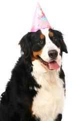 Bernese mountain dog (Berner Sennenhund), with party hat