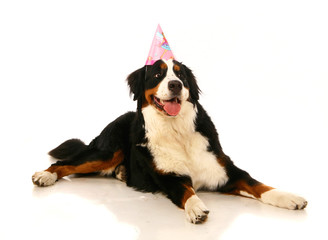 Bernese mountain dog (Berner Sennenhund), with party hat