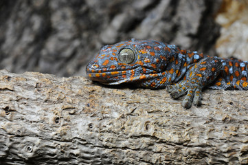 Tokay Gecko (Gekko gecko)