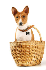 Basenji sits in the basket on the white background