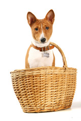 Basenji sits in the basket on the white background