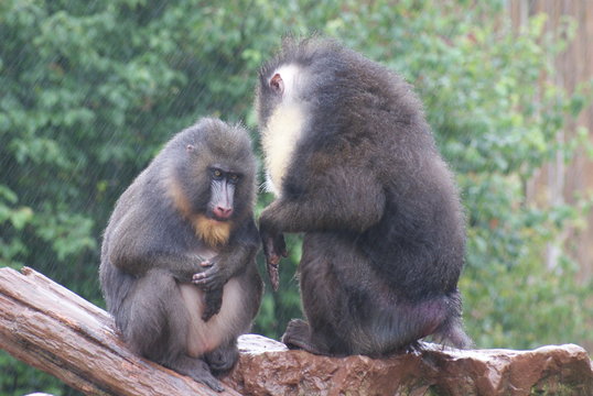 Mandrill - Mandrillus Sphinx