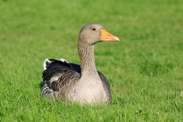 Gans-33432b1