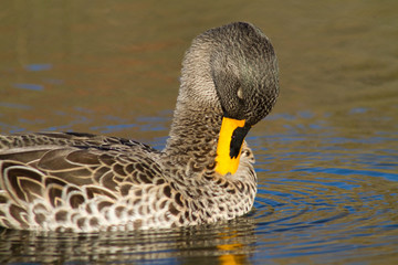 A yellow-billed duck cleaning its feathers