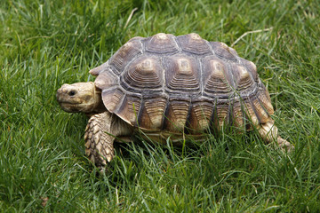 Spornschildkröte