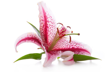 Lilie © Swetlana Wall