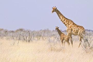 Giraffenmutter mit Kalb, Giraffa camelopardalis