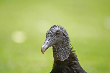 Uccellaccio