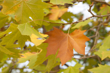 Red ang green autumn sycamores leaves