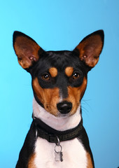 Basenji posing in studio