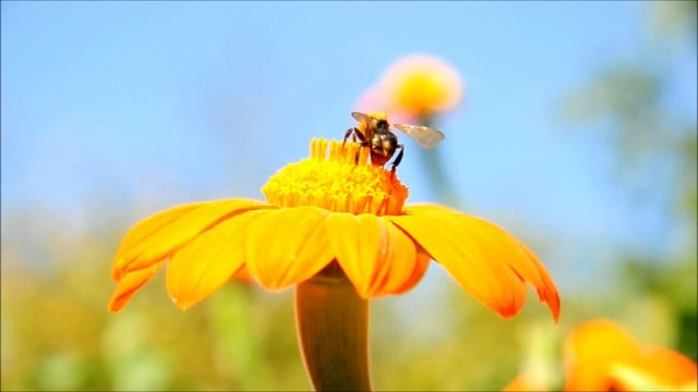 Pszczoła na kwiacie