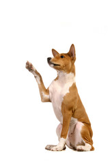 Basenji puppy, 4 months, on the white background