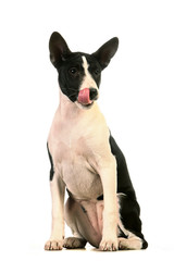 Basenji puppy, 4 months, on the white background